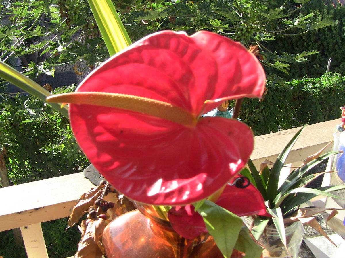 Simple Kona Guest House Keauhou Extérieur photo