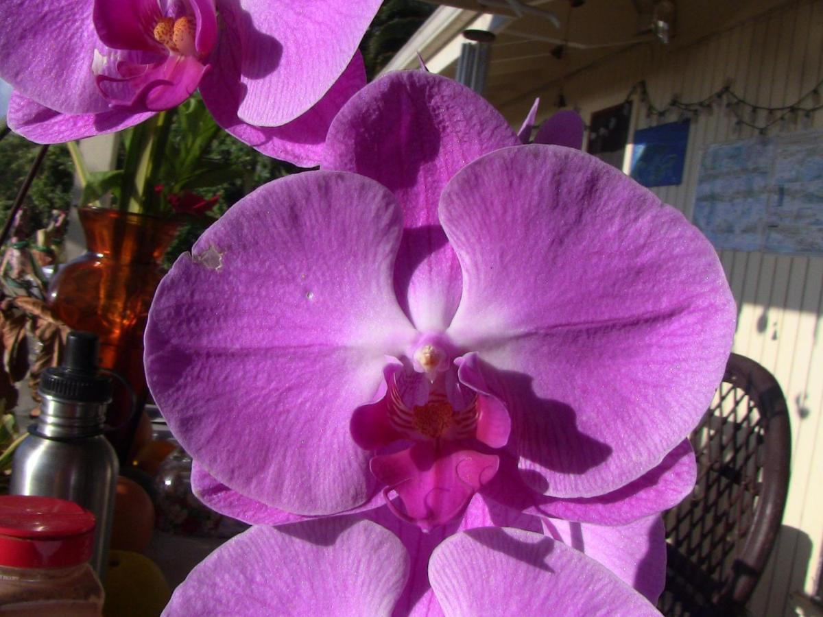 Simple Kona Guest House Keauhou Extérieur photo